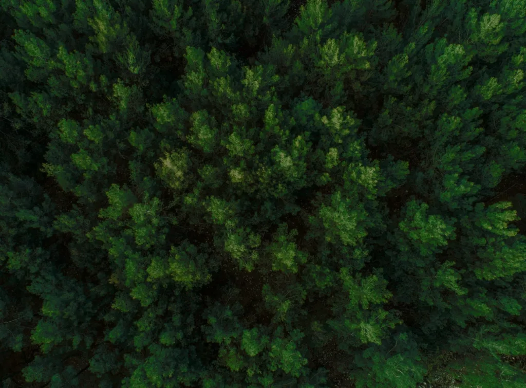 En tät skog med gröna träd fotograferad från ovan.