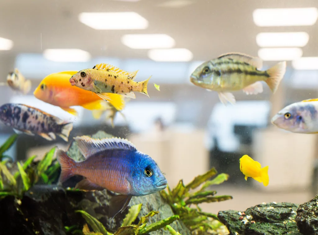 Färgglada fiskar simmar i ett akvarium med kontorsmiljö i bakgrunden.