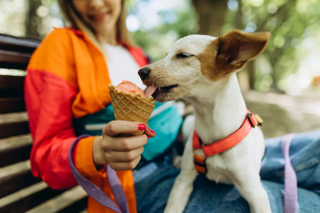 En hund med röd sele slickar på en glass som hålls av en person i orange jacka.