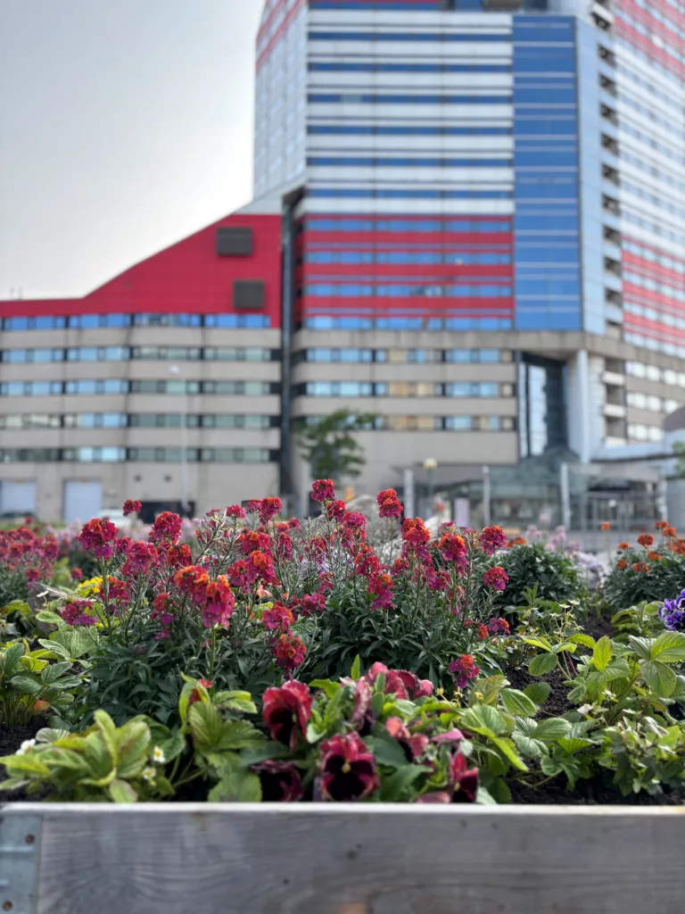 Blommor i förgrunden med en modern byggnad i rött och blått i bakgrunden.