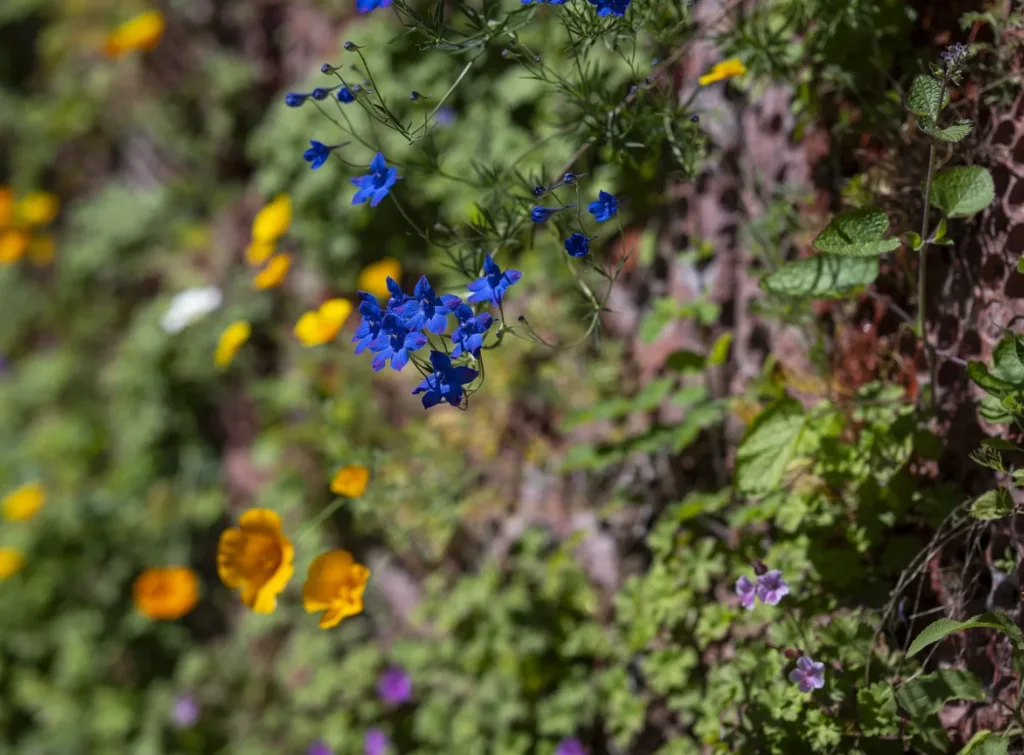En närbild på en vägg med färgglada blommor, inklusive blå och orange blommor.