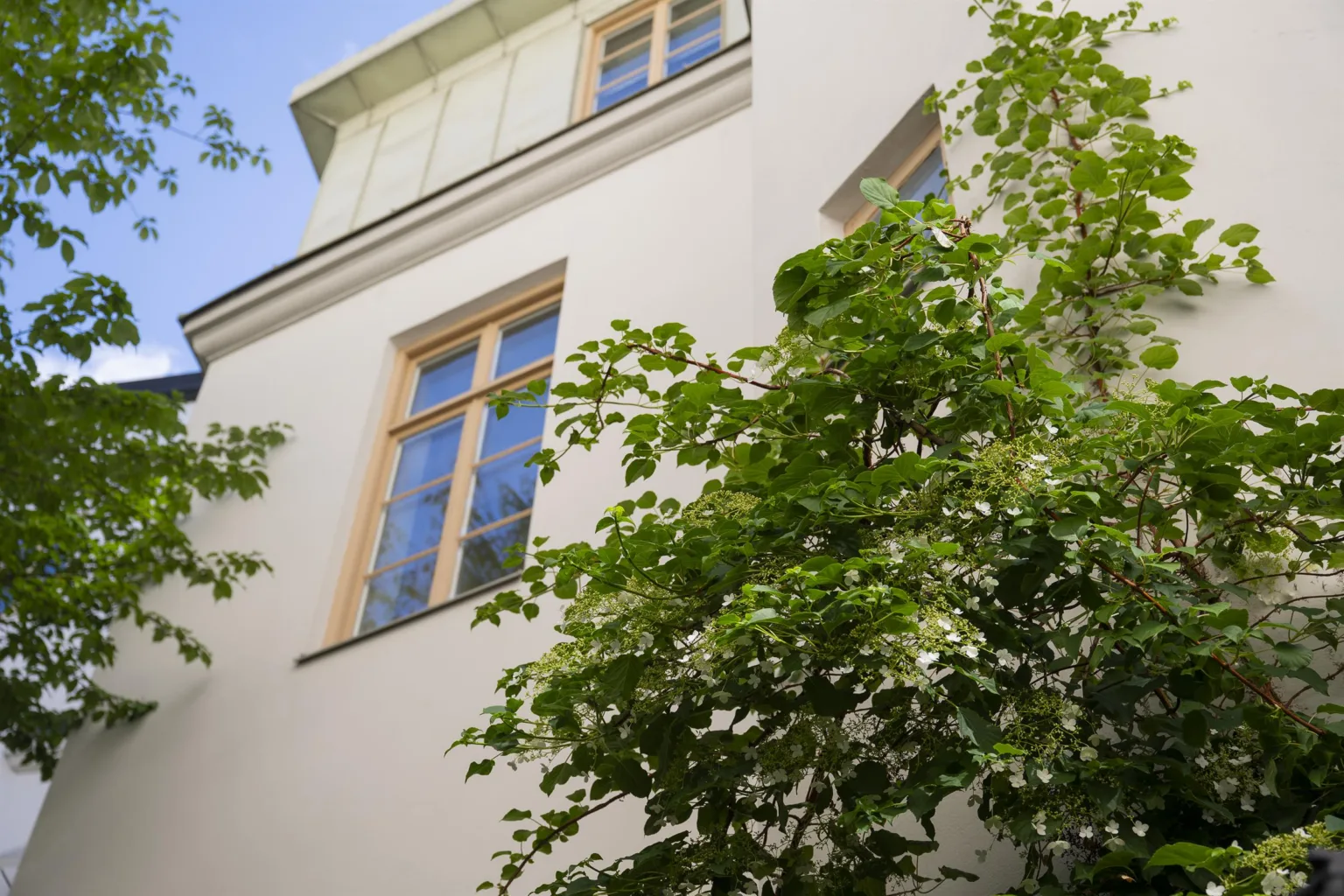 1. En vit byggnad med stora fönster och grönskande träd framför fasaden.