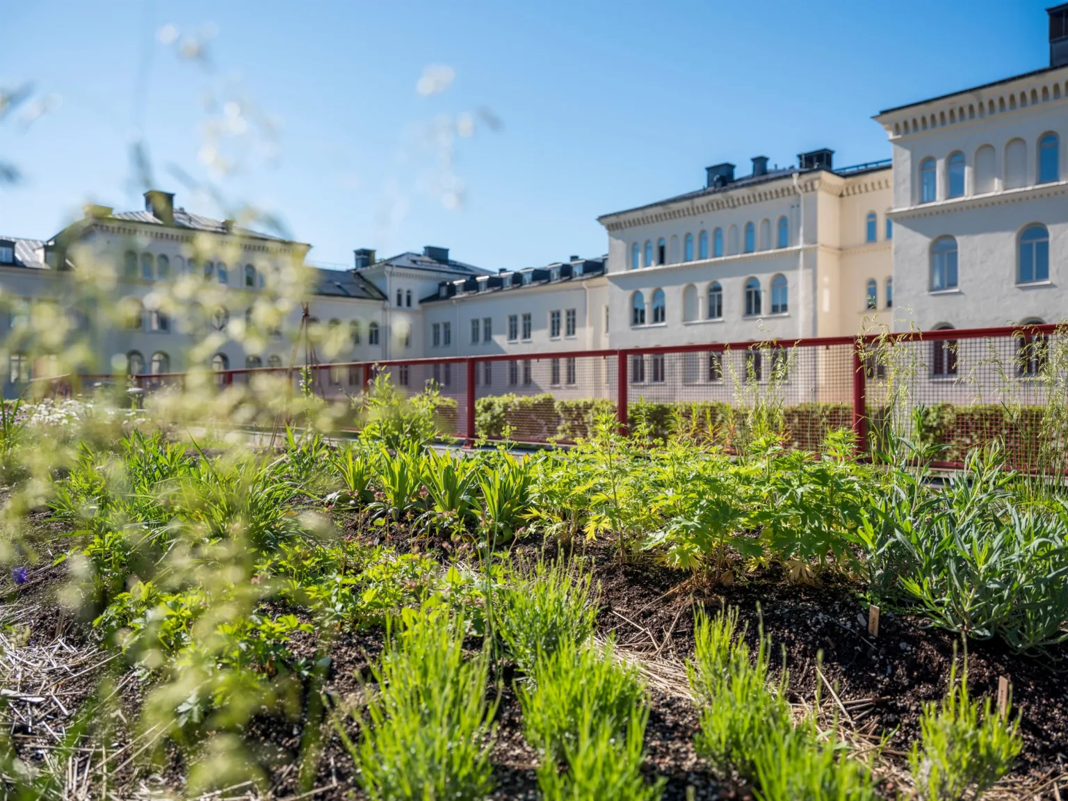 En trädgård med grönska och odlingar, med vita byggnader i bakgrunden under en klarblå himmel.