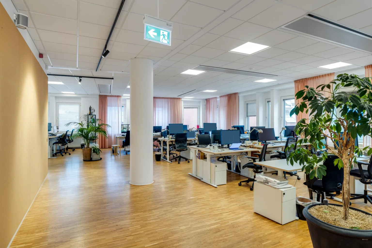 Ett öppet kontorslandskap med flera skrivbord, blå kontorsstolar, och gröna växter; trägolv och vita väggar.