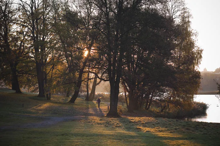 En park med träd och gräs belyst av mjukt solljus under solnedgång, med en person som går längs en stig.