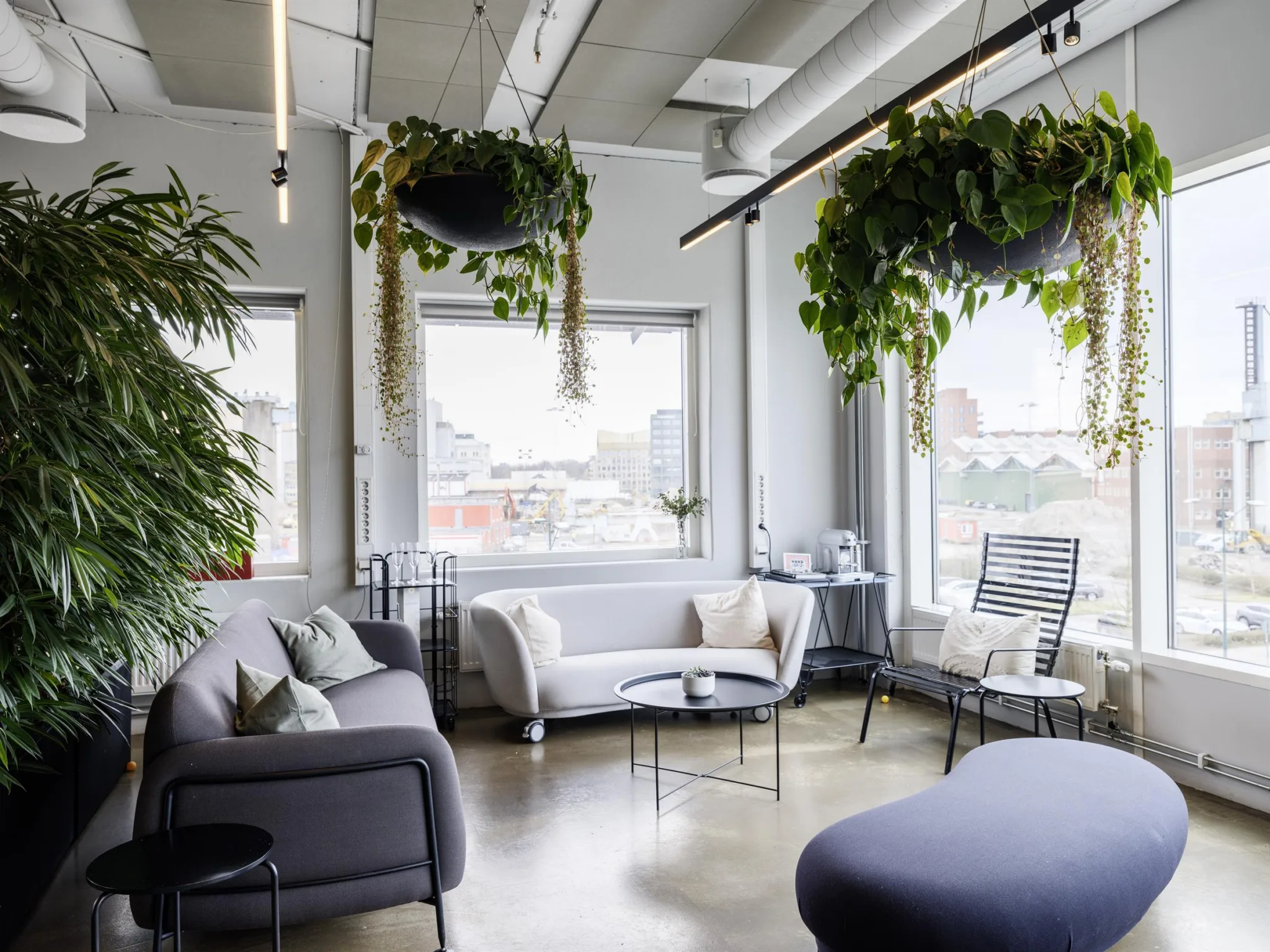 Ett loungeområde med soffor, fåtöljer, bord och rikligt med hängande gröna växter nära fönster.
