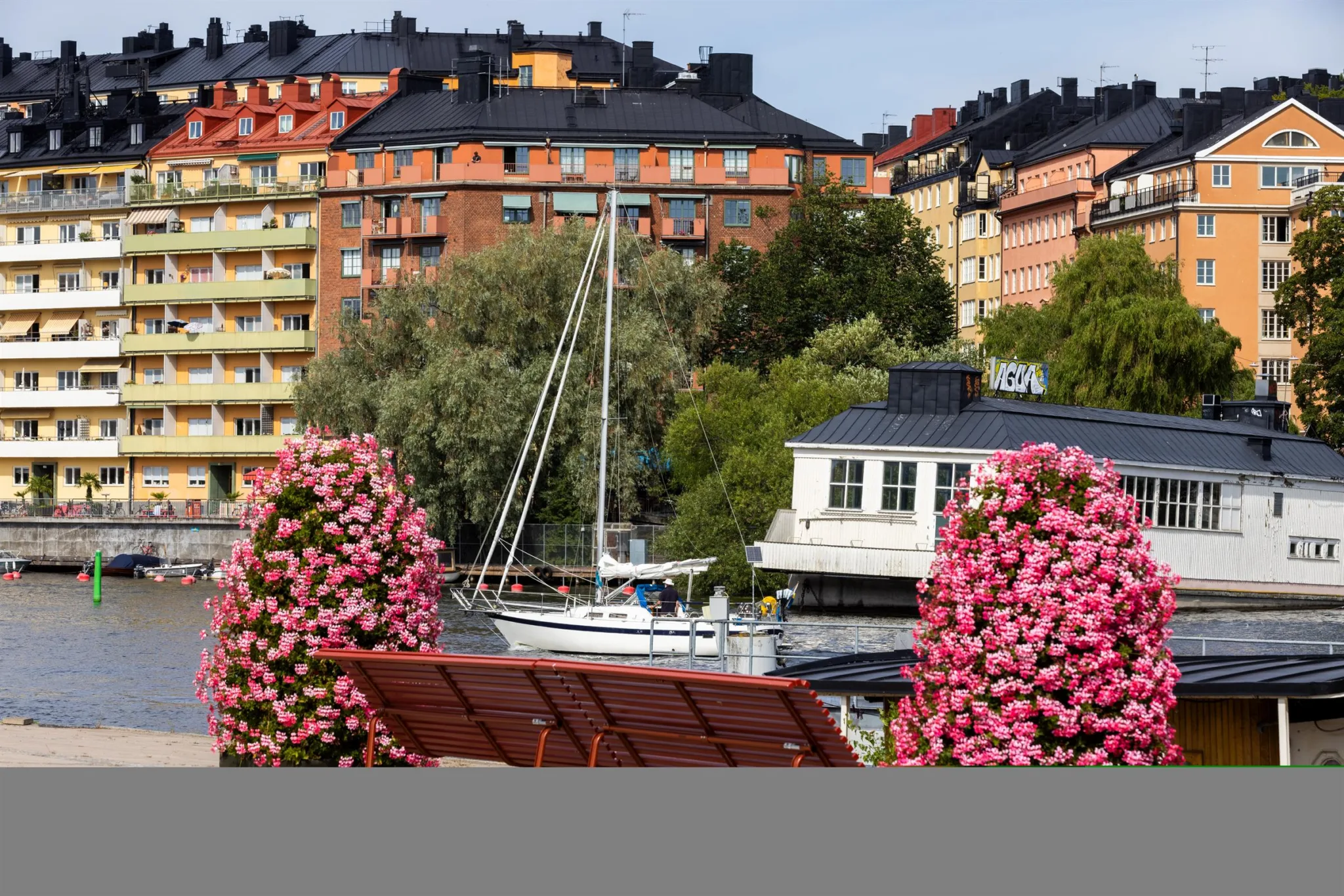 En båthamn omgiven av rosa blommande buskar, med flerfamiljshus i bakgrunden.