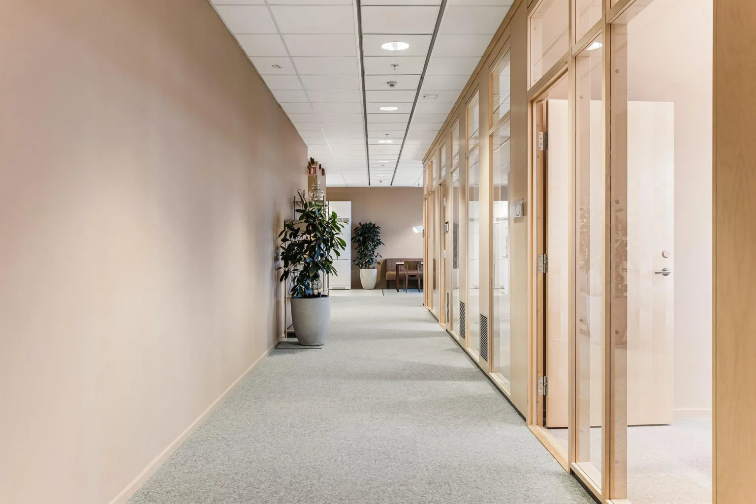 3. En ljus kontorskorridor med glasväggar, beige väggar och en stor krukväxt.