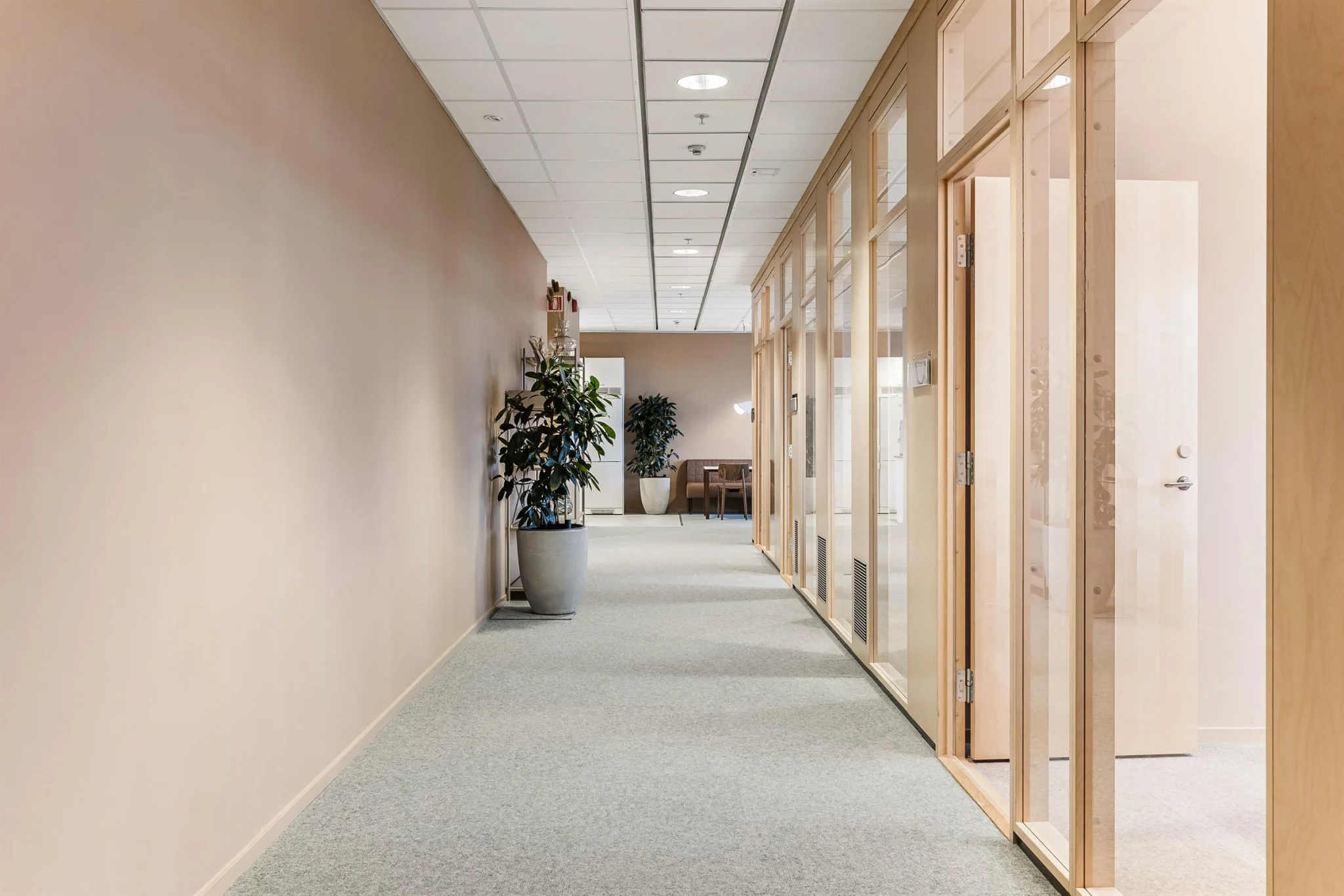 3. En ljus kontorskorridor med glasväggar, beige väggar och en stor krukväxt.